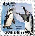 African Penguin (Spheniscus demersus)